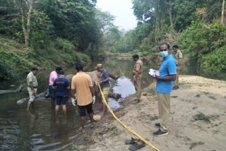 Wild elephant death in Kuravanpuzha  കാട്ടാന ചരിഞ്ഞത് രോഗബാധ മൂലമെന്ന് പോസ്റ്റ്‌മോർട്ടം റിപ്പോർട്ട്  കുറവൻ പുഴയിൽ കാട്ടാന ചരിഞ്ഞു