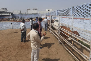 Cowshed inspection,  Pali District Collector