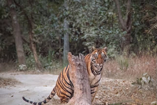 Bandhavgarh Tiger Reserve