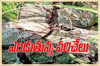 water problems for ruby crops in west godavari