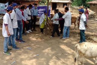 birsa agricultural university organized veterinary Camp in ranchi