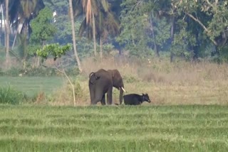 wild elephants enters to kanakpur city