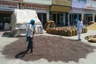 gohana grain market farmers happy