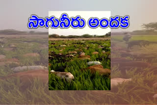 A farmer left two acers of paddy for cattle due to insufficient water in karimnagar venkatayapalli