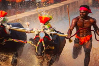 Usain Bolt fame Srinivasa Gowda creates new record in Kambala  Usain Bolt of Kambala, Srinivasa Gowda creates new record  kambala news  Srinivasa Gowda Kambala  റെക്കോഡ് നിലനിർത്തി ശ്രീനിവാസ ഗൗഡ  ഉസൈൻ ബോൾട്ട് കമ്പാല ശ്രീനിവാസ ഗൗഡ