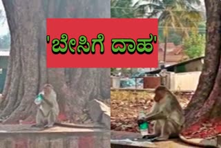 ನೀರಿಗಾಗಿ ಕೋತಿಗಳ ಪರದಾಟ