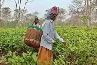 chabua tea garden workers protest