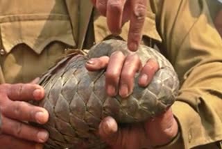 pangolins rescued from kamrup