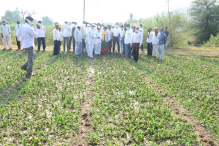 Revenue and Agriculture Department Ahmednagar, hailstrom in Ahmednagar