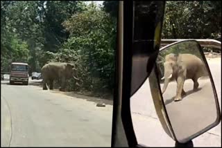 elephant tries to attack car at Sakleshpur