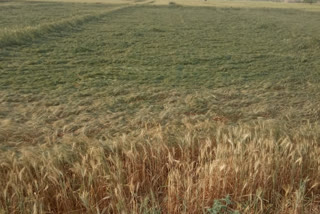 Rain in hanumangarh,  Damage to wheat crop in Hanumangarh