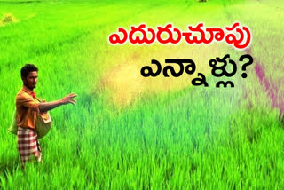 telangana farmers are waiting for crop insurance scheme