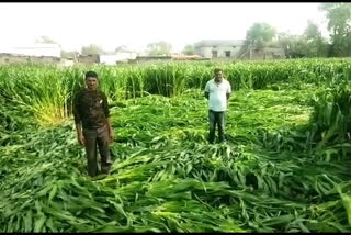 अवकाळी पावसाचा रब्बी पिकांना फटका