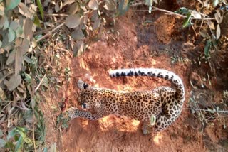 Leopard death