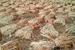 Rabi crops damaged in Alwar,  Hail in Alwar