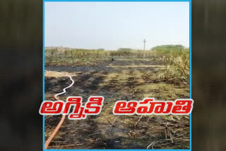 fire accident in a sugarcane field in anantapur districtfire accident in a sugarcane field in anantapur district