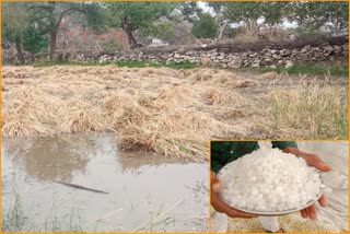 Rain and hail in Badnore, भीलवाड़ा न्यूज