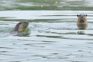 seal at uppulapadu lake at guntur