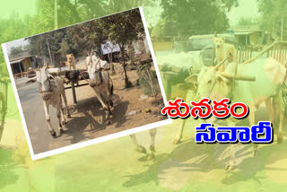 a-dog-running-edlabandi-in-thimmapuram-sangem-mandal-warangal-rural-district