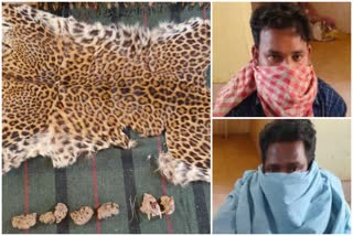 leopard skin seized , two arrsted in deogarh