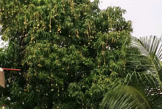 Unseasonal rains in Beed