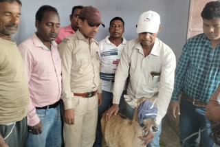 villagers saved nilgai child from stray dogs in giridih