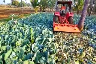 farmer destroyed cabbage crop in Chikkamagalur