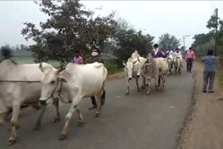 oxen driven by tehsildar
