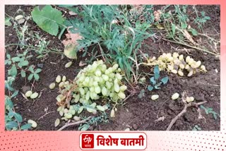 jalna crop damage