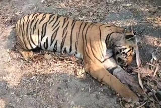 Suspicious death of tiger in Wani taluka