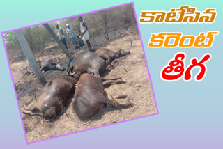 Five buffaloes were died