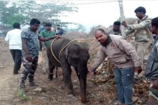 protection-of-an-elephant-cub-who-escaped-from-a-herd-and-fell-into-a-ditch