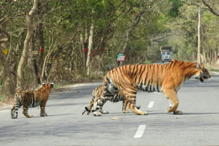 सड़क पर घूमती बाघिन और उसके शावक.