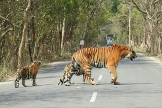 Tigress crosses road with her two cubs in Pilibhit Tiger Reserve