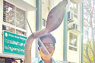 king cobra at ttd chairman office premises