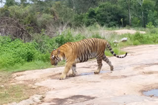 tiger death