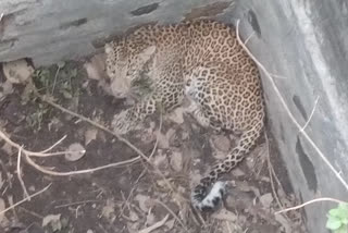 leopard fell into the stepwell,  jhalawar rescue of leopard