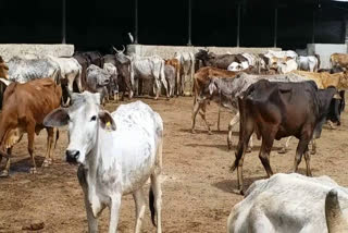 two cow smugglers arrested with 24 cows in palwal