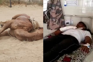 camel attacked BSF jawan  ,indo-Pakistan border in barmer