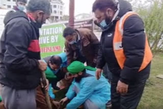 کشمیر میں دعوت اسلامی کی شجرکاری مہم کا آغاز