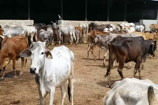 two-cow-smugglers-arrested-with-24-cows-in-palwal