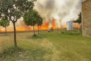 fire-in-wheat-field-in-sahibganj