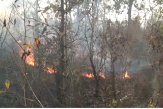 fire broke out in panna jungle