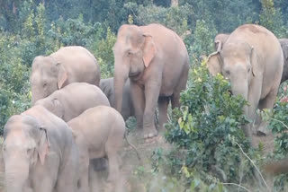 Elephants destroyed crop in Mainpat