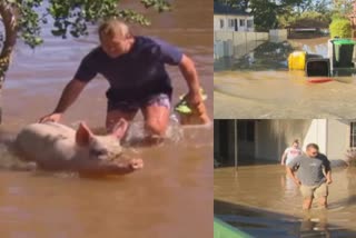 due to heavy floods in australia's new south wales  huge livestock was damaged