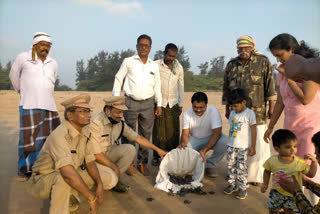 olive ridley turtles released into sea at vizag and prakasam districts