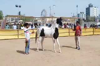 Jodhpur Horse Club,  Latest news of jodhpur,  Jodhpur Horse Show