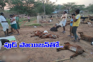 Thirty five sheeps died with in two days at pedda goplapur village in devarakadra mandal in mahabubnagar district