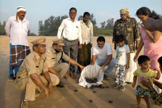 Olive Ridley hatchlings released in Andhra coast