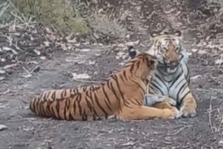 Tiger and Tigress